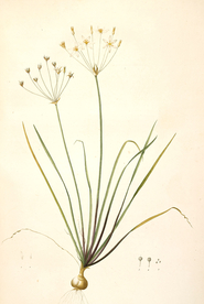 手绘插画 花卉装饰画 花草图谱