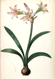 手绘插画 花卉装饰画 花草图谱