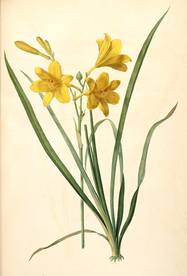 手绘插画 花卉装饰画 花草图谱