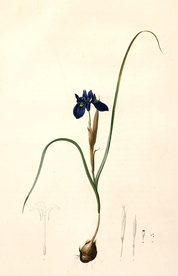 手绘插画 花卉装饰画 花草图谱