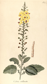 手绘插画 花卉装饰画 花草图谱