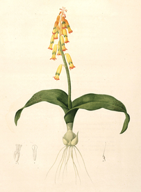 手绘插画 花卉装饰画 花草图谱