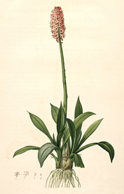 手绘插画花卉装饰画兰花草图谱