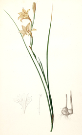 手绘插画 花卉装饰画 花草图谱