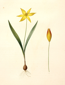 手绘插画 花卉装饰画 花草图谱