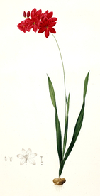 兰手绘插画花卉装饰画花草图谱