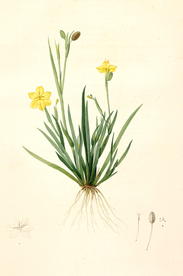 手绘插画 花卉装饰画 花草图谱