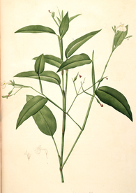 手绘插画 花卉装饰画 花草图谱