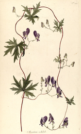 手绘插画 花卉装饰画 花草图谱