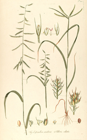 手绘插画 花卉装饰画 花草图谱