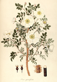 手绘插画 花卉装饰画 花草图谱