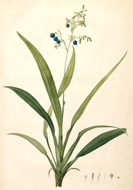 手绘插画 花卉装饰画 花草图谱