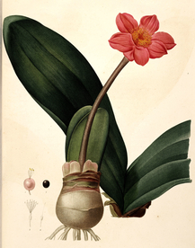 手绘插画 花卉装饰画 花草图谱