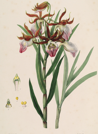 手绘插画 花卉装饰画 花草图谱