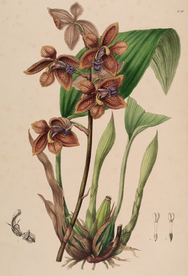 手绘插画 花卉装饰画 花草图谱