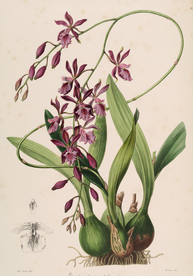 手绘插画 花卉装饰画 花草图谱