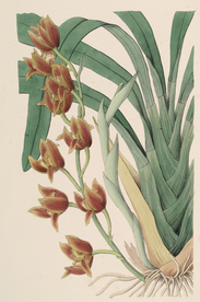 手绘插画 花卉装饰画 花草图谱