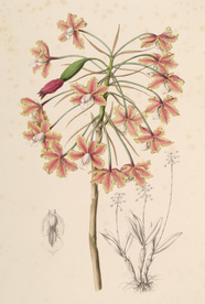 手绘插画 花卉装饰画 花草图谱