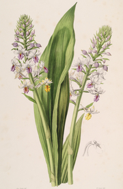 手绘插画 花卉装饰画 花草图谱