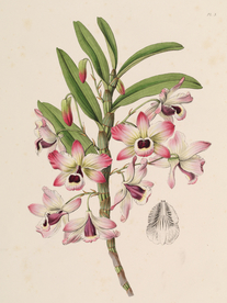 手绘插画 花卉装饰画 花草图谱