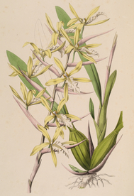 手绘插画 花卉装饰画 花草图谱