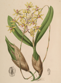 手绘插画 花卉装饰画 花草图谱