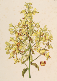 手绘插画 花卉装饰画 花草图谱