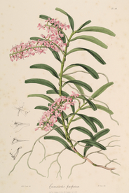 手绘插画 花卉装饰画 花草图谱