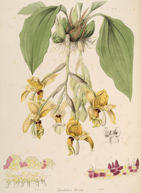 手绘插画 花卉装饰画 花草图谱