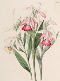 手绘插画 花卉装饰画 花草图谱