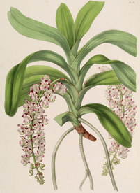 手绘插画 花卉装饰画 花草图谱