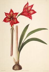 手绘插画 兰装饰画 花草图谱