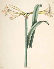 手绘插画 花卉装饰画 花草图谱