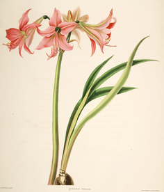 手绘插画 花卉装饰画 花草图谱