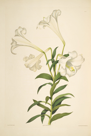 手绘插画 花卉装饰画 花草图谱