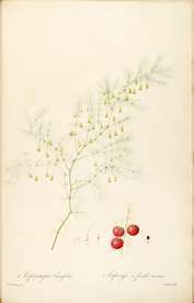 手绘插画 花卉装饰画 花草图谱