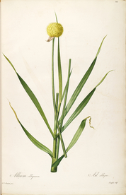 手绘插画 花卉装饰画 花草图谱