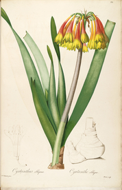 手绘插画 花卉装饰画 花草图谱