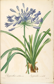 手绘插画 花卉装饰画 花草图谱