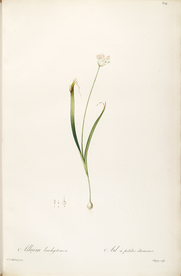 手绘插画 花卉装饰画 花草图谱