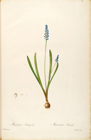 手绘插画 花卉装饰画 花草图谱