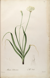 手绘插画 花卉装饰画 花草图谱