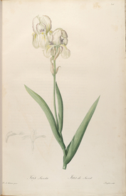 手绘插画 花卉装饰画 花草图谱