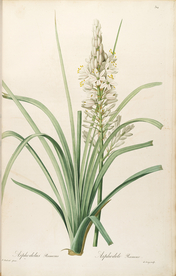 手绘插画 花卉装饰画 花草图谱