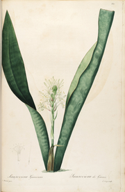 手绘插画 花卉装饰画 花草图谱