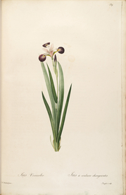 手绘插画 花卉装饰画 花草图谱