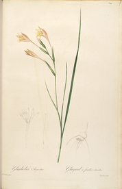 手绘插画 花卉装饰画 花草图谱