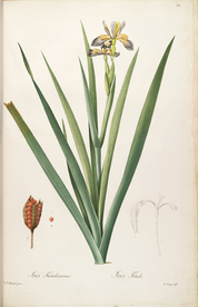 手绘插画 花卉装饰画 花草图谱