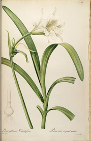 手绘插画 花卉装饰画 花草图谱