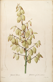 手绘插画 花卉装饰画 花草图谱